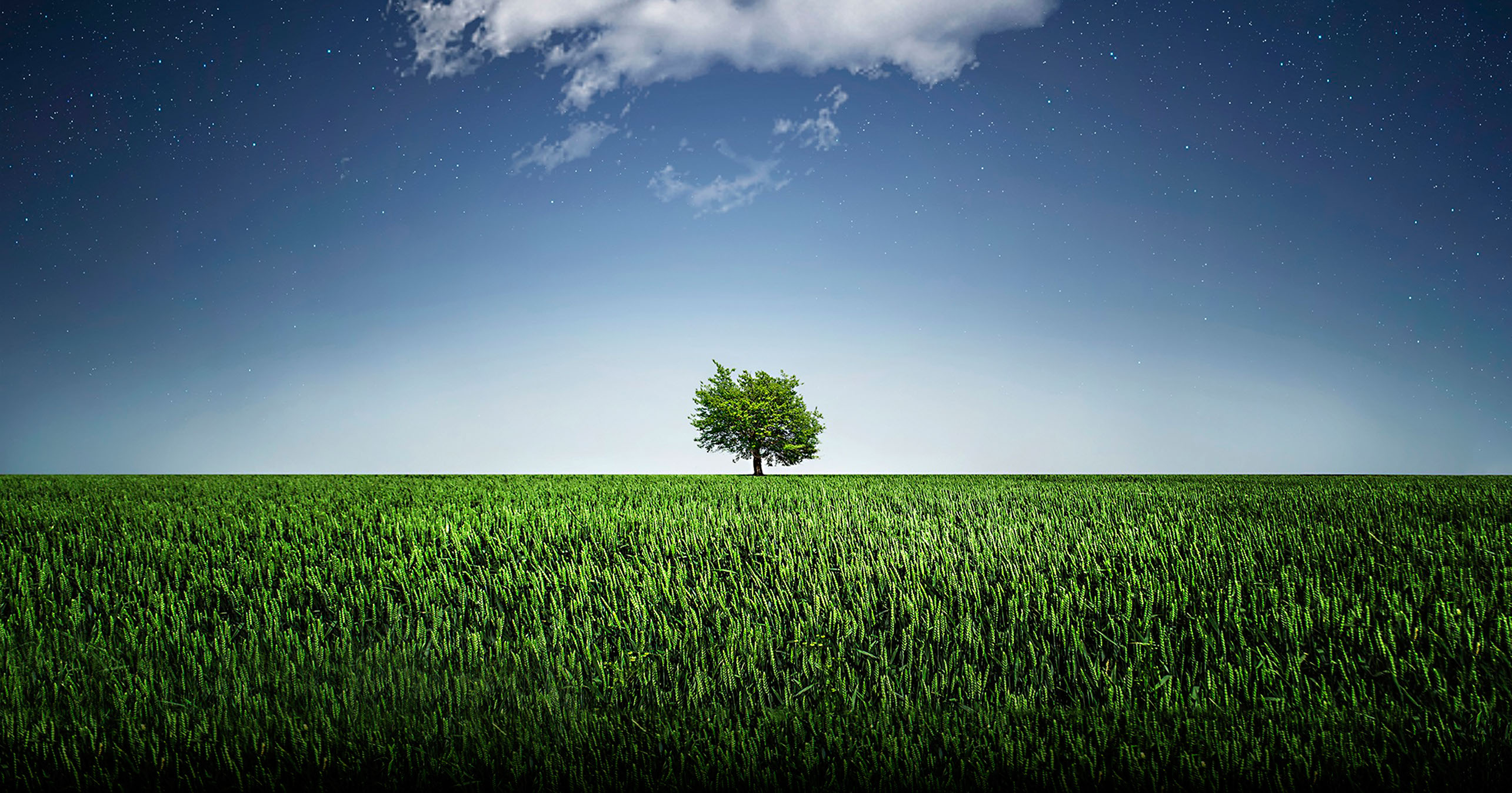 Freistehender Baum auf Wiese mit leicht bewölkt-blauem Himmel